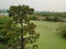 Green algae on water in pond with brown and green grasses and tree and drain