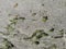 Green algae on wet sea sand