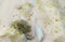 Green Algae, White Stone and Pristine Water at Sandy Beach - Abstract Oceanography or Earth Science Background - Marine Biology