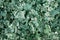 Green Algerian ivy Hedera Background