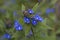 Green Alkanet in flower with delicate blue flowers
