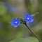 Green Alkanet in flower with delicate blue flowers