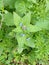 Green Alkanet - Pentaglottis sempervirens, Norfolk, England, UK