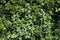 Green Alkanet, pentaglottis sempervirens plant