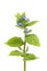 Green alkanet wildflower