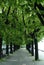 Green alley on the embankment of Lake Como in Lecco.