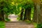 Green alley of tree, hiking patch in spring nature