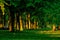 Green alley with trees with lush leaves foliage in summer on sunset