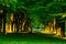Green alley with trees with lush leaves foliage in summer on sunset