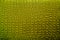 Green alligator leather background