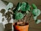 Green alocasia plant in brown pot at home