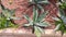 Green aloe cactus with long leaves on the lawn of the park