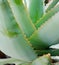 Green Aloe leaves