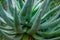 Green Aloe marlothii Mountain Aloe in close-up at a tropical Botanic Garden.