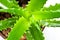 Green aloe medicinal plant isolated on white background, close-up view