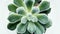 Green aloe succulent plant