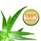 Green aloe vera with icon isolated on white