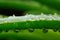 Green Aloe Vera Leaf with Water Drops Macro