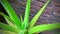 Green aloe vera photo plant