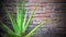 Green aloe vera photo plant