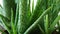 Green aloe vera plant.