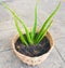 This is the green Aloe vera. It is plant in the basket flowerpot. It is really mediclal useful and for beauty products. The image