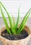 This is the green Aloe vera. It is plant in the basket flowerpot. It is really mediclal useful and for beauty products. The image