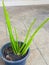 This is the green Aloe vera. It is plant in the basket flowerpot. It is really mediclal useful and for beauty products. The image
