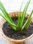 This is the green Aloe vera. It is plant in the basket flowerpot. It is really mediclal useful and for beauty products. The image