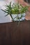 Green aloe vera plant potted in a white metallic flowerpot sitting on the edge of a dark wooden coffee table or desk. Sun is