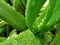 Green aloevera long