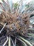 Green Aloevera medicinal Plant focused image. Focused view taken. Aloevera Juice from this plant has many health benefits.