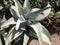 Green aloevera plant