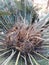 Green Aloevera Plant focused image.