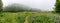 Green alpine meadow with flowers and trail and forest in thick fog