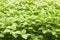 Green amaranth field background, leaf vegetable, cereal plant growing in the garden