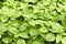 Green amaranth young fresh growth background, leaf vegetable