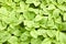 Green amaranth young fresh growth background, leaf vegetable