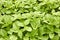 Green amaranth young fresh growth background, leaf vegetable, cereal plant