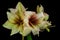 Green amaryllis flower