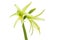 Green amaryllis flowers