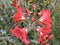 Green Amaryllis plant with flowers