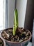 Green Amaryllis sprouts grow after a period of hibernation