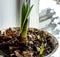 Green Amaryllis sprouts grow after a period of hibernation