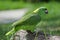 Green Amazon Parrot