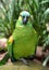 Green amazon parrot