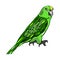 Green Amazon parrot vector illustration