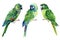 Green amazon parrot, watercolor parrot isolated, clipart tropical birds