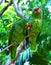 Green amazon parrots