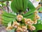 green ambon banana flower crown, indonesia
